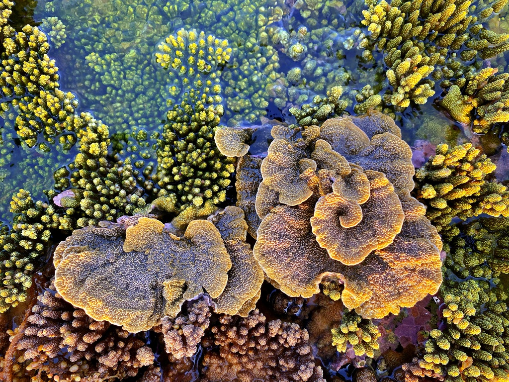 unique open air coral forest on the middle coast of vietnam